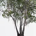 Three Lush Arbor Trees With Thick Trunks And Dense Foliage On White Background