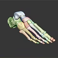Medical Device 3D Rendered Foot Bone Model Anatomical Skeletal Structure for Orthopedic Education