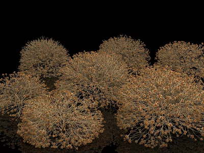 Dry Brown Leafless Shrubs with Thin Branches Against Black Background 3d model