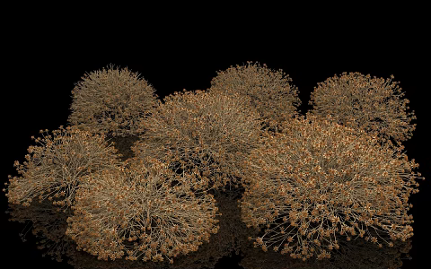 Crest-free yellow chrysanthemum autumn dryland shrub plant green plant flowers and plants garden landscape decoration vegetation greening park specimen popular science display 3d model
