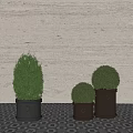 Lush Green Moss Topiaries In Metallic Planters With White Shutter Background 3d model