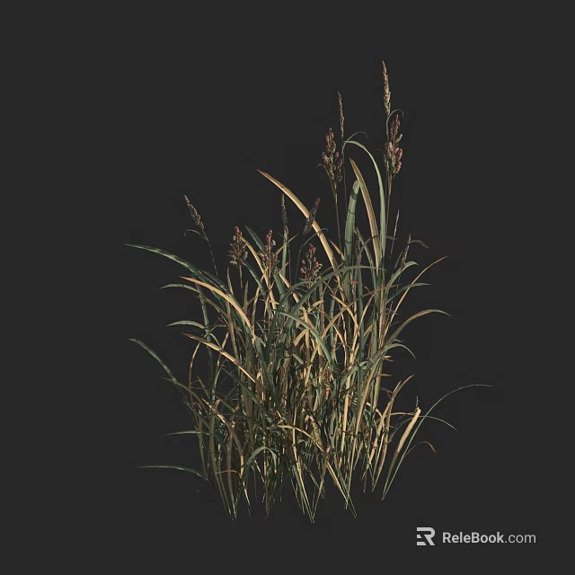 Tall Decorative Grass With Green And Yellow Leaves On Dark Background 3d model 