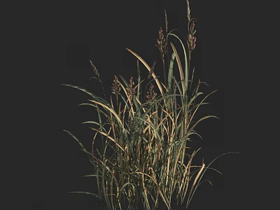 Tall Decorative Grass With Green And Yellow Leaves On Dark Background 3d model