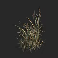 Tall Decorative Grass With Green And Yellow Leaves On Dark Background