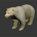 White Polar Bear 3D Model Standing On Black Background With Detailed Fur Texture