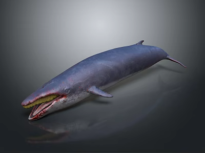 Blue Whale With Elongated Body Open Mouth And Yellow Throat On Gray Background 3d model