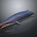 Blue Whale With Elongated Body Open Mouth And Yellow Throat On Gray Background