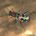 Vibrant Iridescent Beetle With Long Legs And Large Mandibles In Natural Habitat
