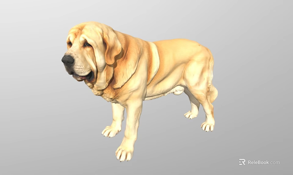 Yellow Labrador Dog Standing With Soft Fur Friendly Expression And Calm Stance 3d model 