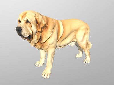 Yellow Labrador Dog Standing With Soft Fur Friendly Expression And Calm Stance 3d model