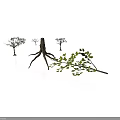 Plants With Dried Trees Exposed Roots And Green Leafy Branches On White Background