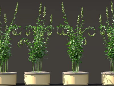 Green Potted Plants With Tall Stems Green Leaves And Light Colored Pots 3d model