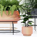 Various Bonsai and Potted Plants with Copper Marble Black Pots and Metal Stands