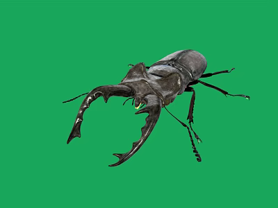 Large Stag Beetle With Prominent Mandibles On Green Screen Background Displaying Intricate Exoskeleton Details 3d model
