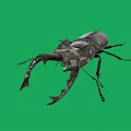Large Stag Beetle With Prominent Mandibles On Green Screen Background Displaying Intricate Exoskeleton Details
