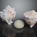 Decorative Seashell Ornament Set With Various Shapes White Green And Brown Spots On Black Surface