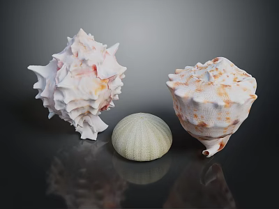 Decorative Seashell Ornament Set With Various Shapes White Green And Brown Spots On Black Surface 3d model
