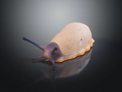 Light Brown Snail With Dark Tentacles Smooth Body On Shiny Dark Surface 3d model