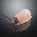 Light Brown Snail With Dark Tentacles Smooth Body On Shiny Dark Surface