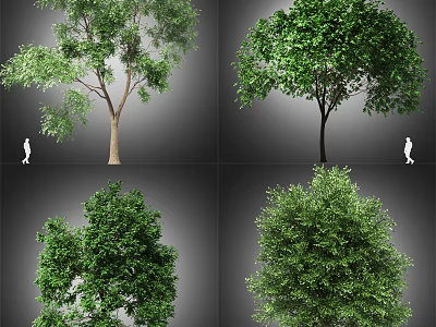 Various Arbor Trees With Green Foliage And Different Crown Shapes With Human Figure For Scale 3d model