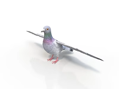 Gray Pigeon With Purple Chest Standing On White Background With Spread Wings 3d model