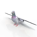Gray Pigeon With Purple Chest Standing On White Background With Spread Wings