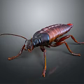 Brown and Black Cockroach With Long Antennae and Legs on Gray Background