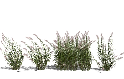 Modern Grass Snowflake Grass Reed Citronella 3d model