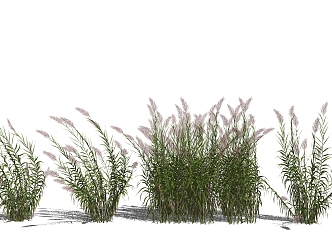 Modern Grass Snowflake Grass Reed Citronella 3d model