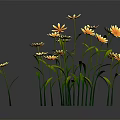 Blooming Yellow Daisies with Green Stems and Leaves on Dark Background
