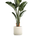 Tropical Potted Plants With Large Green Leaves In White Ceramic Containers