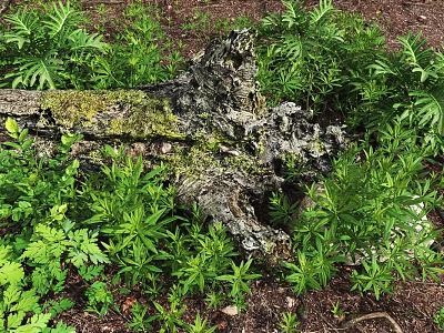 Natural Stone Wood Tree Stump Covered With Moss Among Green Ferns And Plants 3d model
