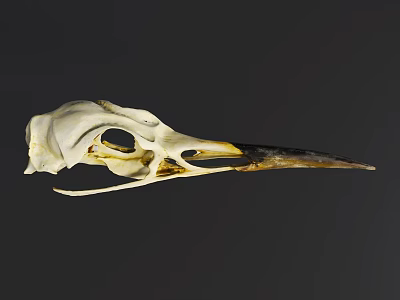 Modern Animal Skull Animal Skeleton Bird Skull 3d model