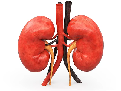 Detailed Abdominal Organs Anatomy Showing Kidneys And Connected Blood Vessels 3d model