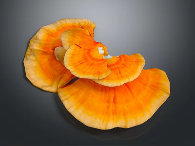 Fresh Edible Orange Ganoderma Mushroom Natural Food With Vibrant Color And Organic Texture 3d model