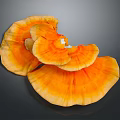 Fresh Edible Orange Ganoderma Mushroom Natural Food With Vibrant Color And Organic Texture