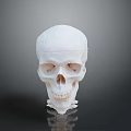 Medical Device Human Skull Model With Detailed Anatomical Structure For Medical Teaching And Training