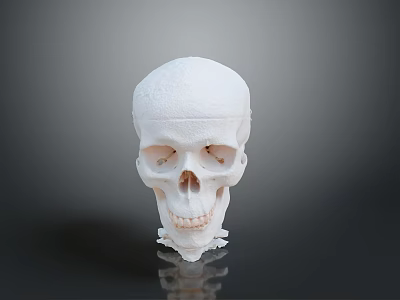 human skull skeleton medical props 3d model
