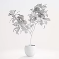 Green Leaf Potted Plants With Brown Trunks In White Pots For Interior Decor 3d model