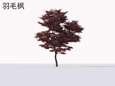 Japanese Maple Tree With Stunning Red Feathery Leaves And Elegant Shape 3d model