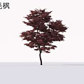 Japanese Maple Tree With Stunning Red Feathery Leaves And Elegant Shape