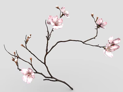 Pink Flowering Branch With Blooming Blossoms And Small Flower Buds On Gray Background 3d model