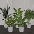 Indoor Potted Plants With Various Lush Green Leaves In White Minimalist Pots