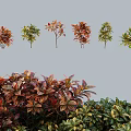 Colorful Various Types of Shrubs for Garden Landscaping and Outdoor Decor