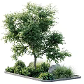Lush Green Shrub With Dense Foliage Surrounding Plants And Garden Stone