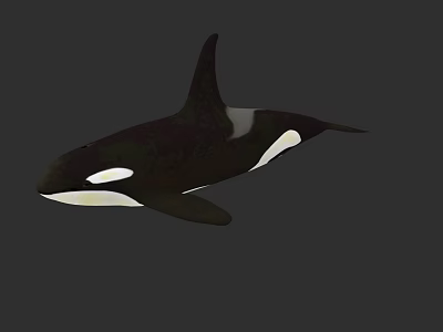 killer whale marine life fish marine animal cetacean 3d model