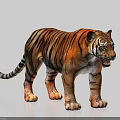 Lifelike Tiger With Orange And Black Striped Fur In Roaring Pose