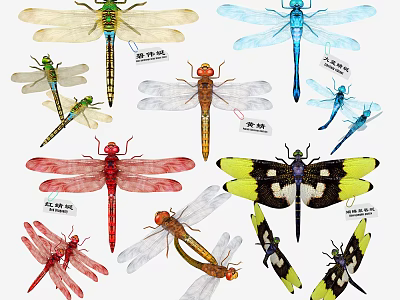 Colorful Dragonflies Various Species With Different Wing Patterns And Body Colors 3d model