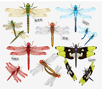 modern dragonfly 3d model