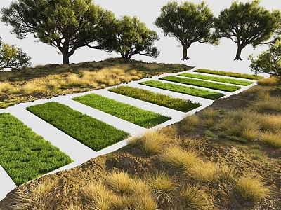 Grass Lawn Wild Grass Dry Grass Garden Grass Turf Plants Shrubs Trees Flowers and Plants 3d model